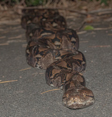 Reticulated Python (Malayopython reticulatus) huge