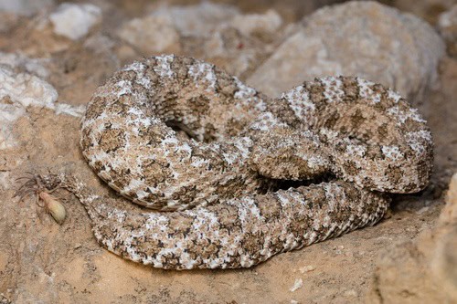 Spider-tailed Horned Viper Pseudocerastes urarachnoides