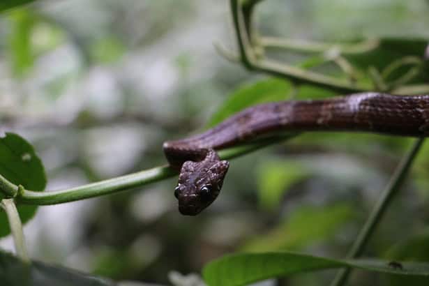 Tropical Snail-Eater Dipsas sanctijoannis