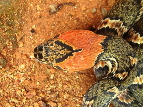 Uribe's Cat-eyed Snake Leptodeira uribei