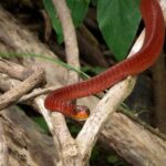 Wagler's Sipo (Chironius scurrula) red