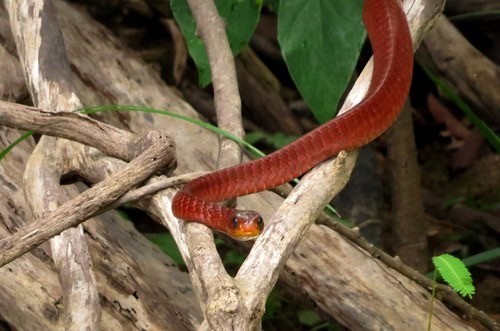 Wagler's Sipo (Chironius scurrula) red