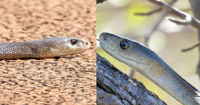 black mamba coastal taipan mirrors