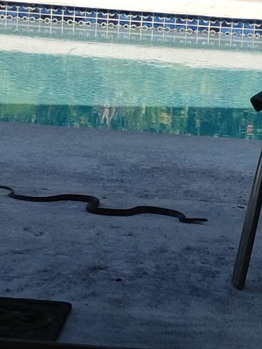 black racer coluber constrictor pool