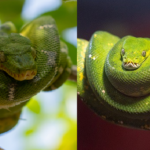 green tree python emerald boa