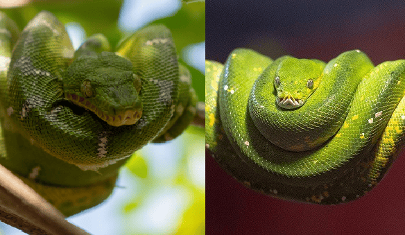 green tree python emerald boa