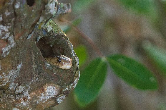 king cobra tree trunk india