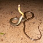 ptyas korros ratsnake danger