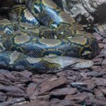 reticulated python (Malayopython reticulatus) longest