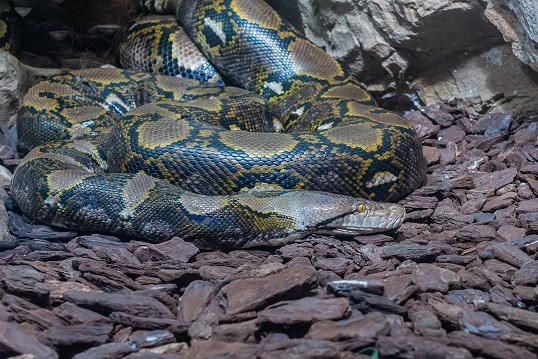 reticulated python (Malayopython reticulatus) longest