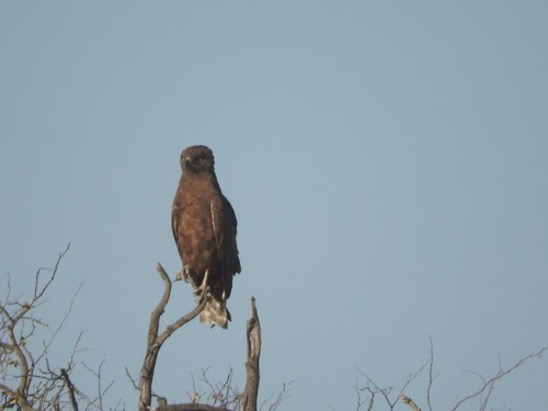 Brown Snake-Eagle Circaetus cinereus