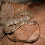 Brown-banded Watersnake Helicops angulatus
