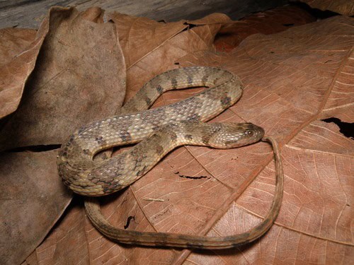 Brown-banded Watersnake Helicops angulatus