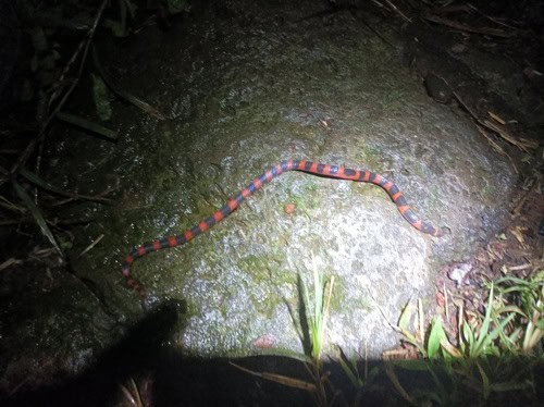 Coral Earth Snake Geophis semidoliatus earthworms