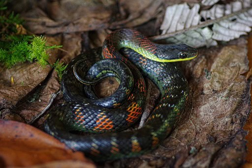 Fire-bellied Snake Erythrolamprus epinephalus