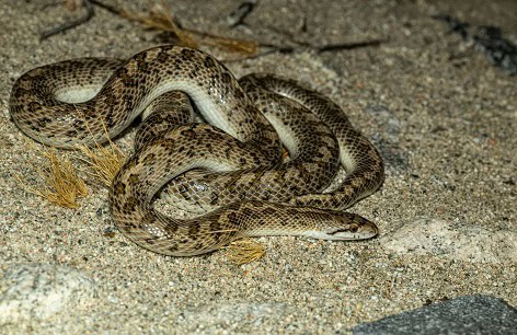 Glossy Snake (Arizona elegans)