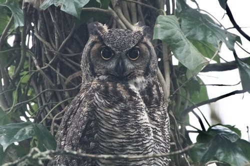 Great Horned Owl (Bubo virginianus) snakes