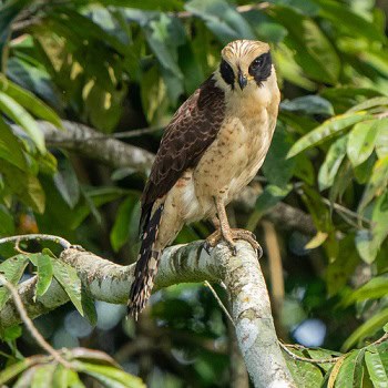 Laughing Falcon Herpetotheres cachinnans snakes