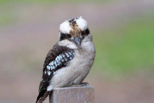 Laughing Kookaburra Dacelo novaeguineae snakes