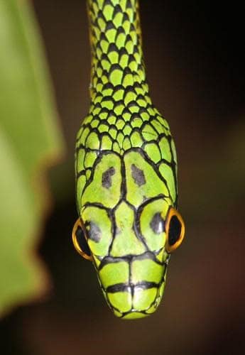 Leptophis nigromarginatus parrot snake rainforest