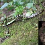 Lycodon gammiei rediscovered snake species