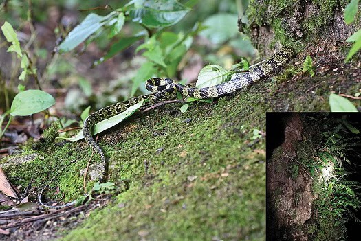 Lycodon gammiei rediscovered snake species