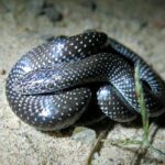 Lycophidion capense cape wolf snake