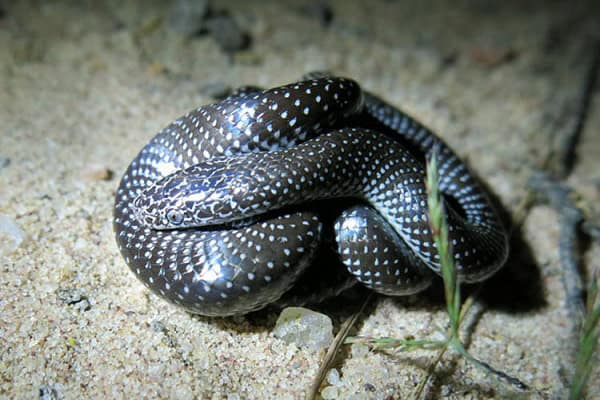 Lycophidion capense cape wolf snake