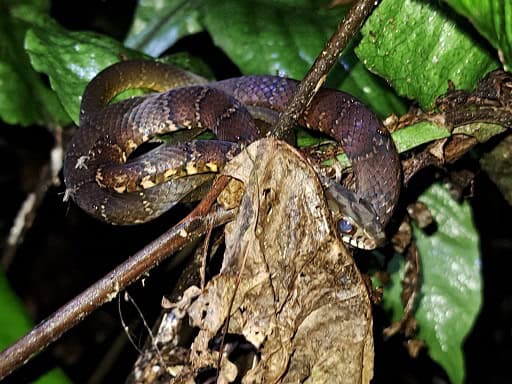 Northern Woodland Racer Drymoluber dichrous