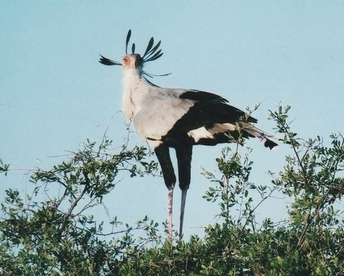 Secretarybird (Sagittarius serpentarius) snake hunter