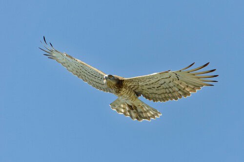 Short-toed Snake-Eagle (Circaetus gallicus)