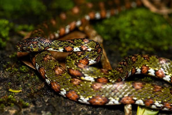 Stejneger's Snail Sucker Sibon longifrenis