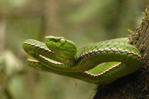 Trimeresurus medoensis green pitviper weakness