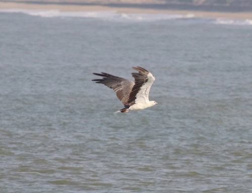 White-bellied Sea-Eagle Icthyophaga leucogaster