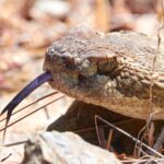 pacific rattlesnake tongue crotalus oreganus