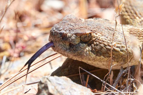 pacific rattlesnake tongue crotalus oreganus