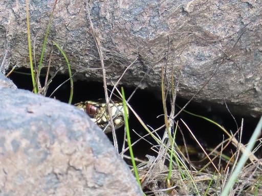 Adder Vipera berus rock cracks