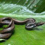 Adorned Graceful Brown Snake Rhadinaea decorata