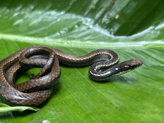 Adorned Graceful Brown Snake Rhadinaea decorata