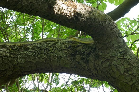 Aesculapian Snake Zamenis longissimus trees