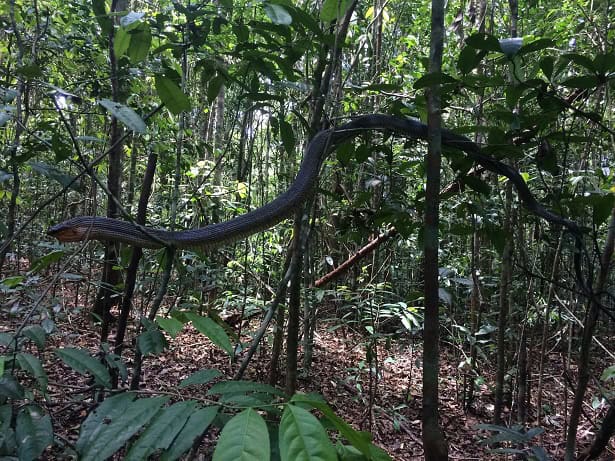 Amazon Puffing Snake, Spilotes sulphureus