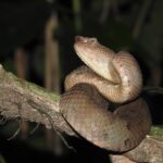 Ashy Pit Viper Craspedocephalus puniceus danger