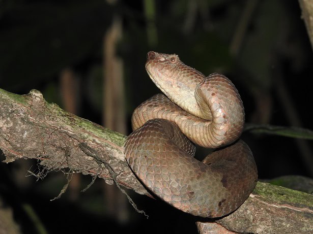 Ashy Pit Viper Craspedocephalus puniceus danger