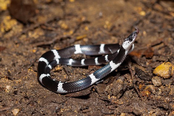 Banded Wolf Snake Lycodon subcinctus java