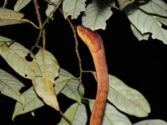 Boiga irregularis climbing tree