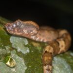 Borneo Pit Viper Craspedocephalus borneensis