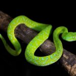 Bothriechis bicolor lives in trees