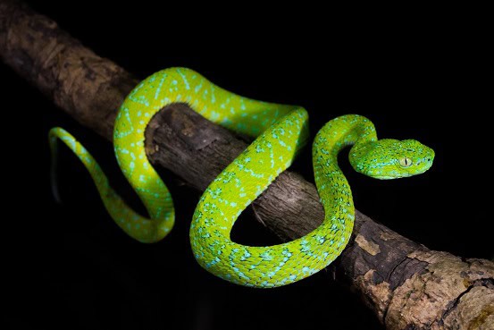 Bothriechis bicolor lives in trees