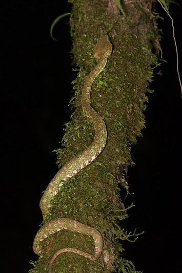 Bothriechis nigroadspersus eyelash viper tree