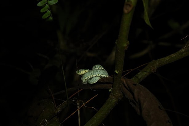 Bothrops bilineatus green jaraca climber